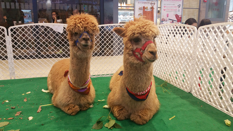 CA88集团(中国区) - 唯一官方网站