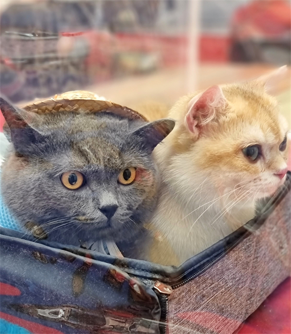 CA88集团(中国区) - 唯一官方网站