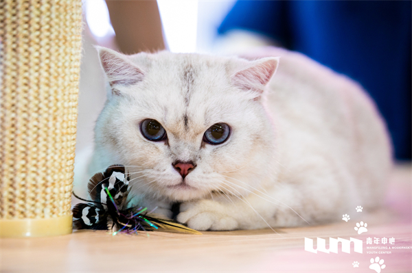 CA88集团(中国区) - 唯一官方网站