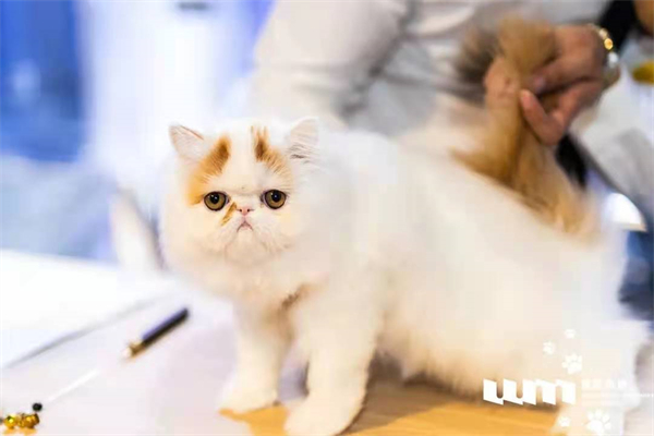 CA88集团(中国区) - 唯一官方网站