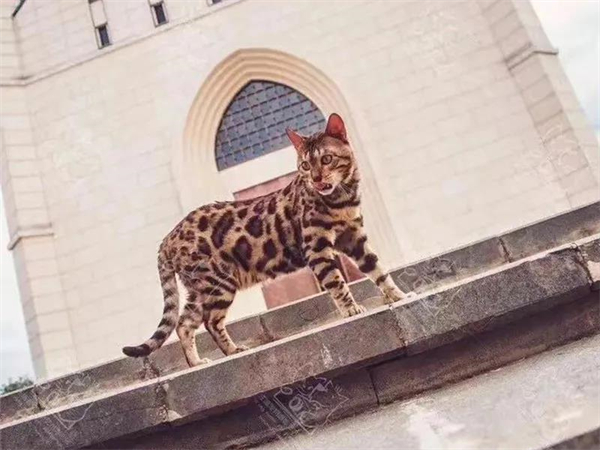 CA88集团(中国区) - 唯一官方网站