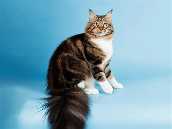 CA88集团(中国区) - 唯一官方网站