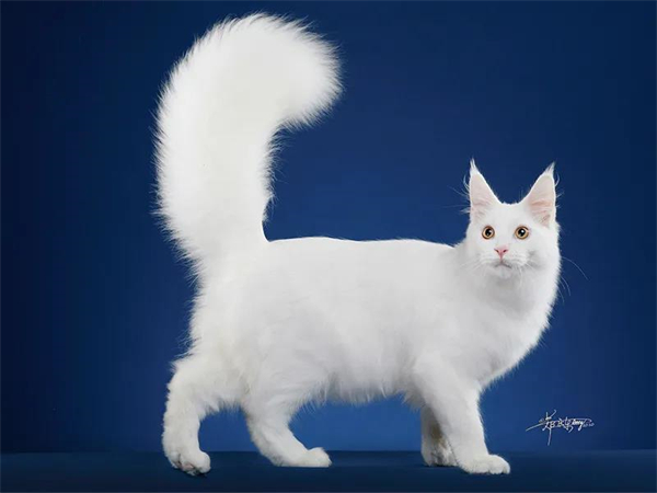 CA88集团(中国区) - 唯一官方网站