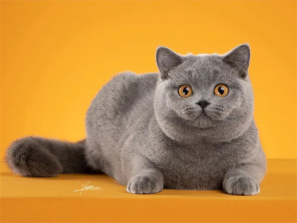 CA88集团(中国区) - 唯一官方网站